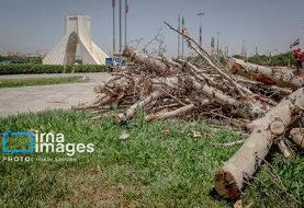قطع درختان اطراف میدان آزادی/ شهرداری تهران: درختان خشک بودند/ عضو شورای شهر: چرا رسیدگی نکردید؟