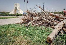 ماجرای خشک شدن درختان میدان آزادی چه بود؟