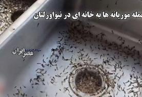 حمله وحشتناک موریانه‌ها به خانه‌ای در حومه نیواورلئان (فیلم)