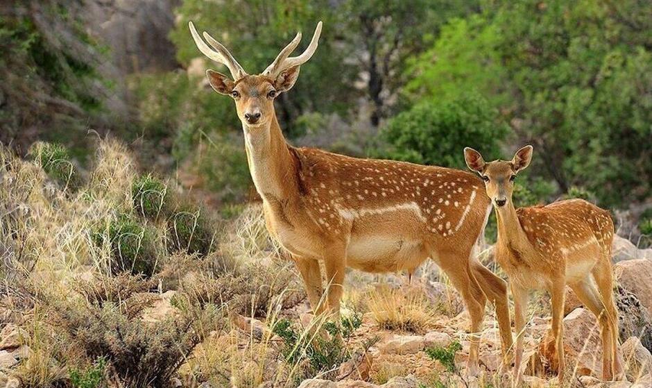 جنجال ذبح گوزن زرد ایرانی در مراسم اربعین