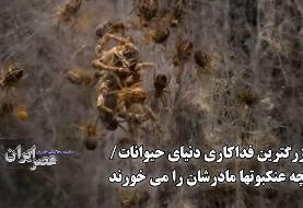 بزرگترین فداکاری دنیای حیوانات/ بچه عنکبوتها مادرشان را می خورند (فیلم)