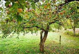 میوه خوش عطر تابستان؛ درمانگر معده و اعصاب