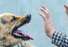 سگ نگهبان صاحب ۷۰ ساله‌اش را به کشتن داد