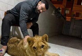مرگ شیر «امیرعلی اکبری» در باغ وحش ارم؛ علت حادثه، درگیری با همنوع اعلام شد