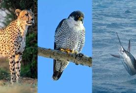 سریع ترین حیوانات جهان؛ رکوردداران سرعت در زمین، آسمان و دریا (+عکس)