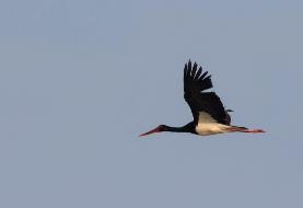 مهاجر ساکت و سیاه، گذرش به شهرستان زهک افتاد
