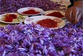 آیا زعفران می‌تواند باعث سقط جنین شود؟