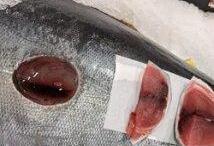 «کوسه کلوچه‌بر» پرگاری بی‌رحم، در اعماق دریا!/ راز سوراخ‌های دایره‌ای روی بدن نهنگ‌ها فاش شد