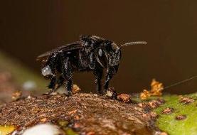 برای نخستین بار در تاریخ یک حشره صاحب حقوق قانونی شد