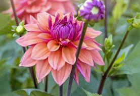 ۵ گیاهی که باغبان‌های حرفه‌ای در بهمن‌ماه زودتر از همه می‌خرند