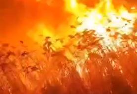 فرماندار رباط کریم: دود اطراف پرند مربوط به آتش سوزی در نیزار‌های خشک است