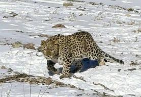 پلنگ شهمیرزاد با ردیاب در طبیعت