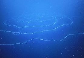 درازترین موجود کره زمین / جانور ۴۵ متری که شاید چیزی درباره‌اش نشنیده‌اید