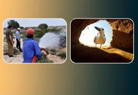 نمایش «شیدور» و «آدریانا مسافری از ایتالیا» در جشنواره «باران»
