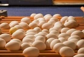 قیمت هر شانه تخم‌مرغ برای مصرف‌کننده اعلام شد