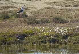 ۴ تالاب جان دوباره می‌گیرند