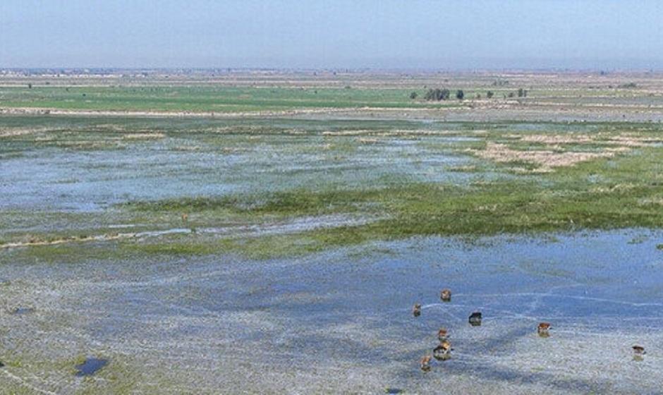 از شمال تا جنوب؛ ۴ تالاب جان دوباره می‌گیرند