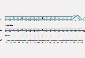 RNA؛ کلید «ماده تاریک» ژنوم