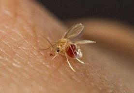 ابتلای ۴۸۰۰ نفر به این بیماری در سال جاری