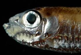 ماهی‌های ساکن اعماق دریا چگونه در تاریکی می‌بینند؟