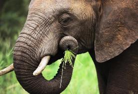 فیل‌ها بدون سبیل‌های روی خرطومشان تقریباً نابینا هستند