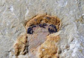 کشف شگفت‌انگیز: نیاکان مهره‌داران ۵۱۸ میلیون سال پیش چهار چشم داشته‌اند