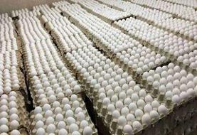 اعتراض روزنامه قدس به ارزانی تخم مرغ/ قیمتش حتی از دان مرغ هم کمتر است