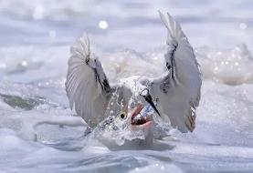 شاهکارهای عکاسی طبیعت در مرحلۀ نهایی جایزه عکاسی سونی | عکس