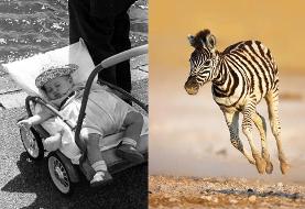 یک استراتژی علمی شگفت‌انگیز برای بقا | بهای سنگینی که برای «باهوش بودن» دادیم