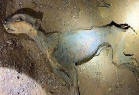 کشف مومیایی طبیعی یوزپلنگ در عربستان / عکس