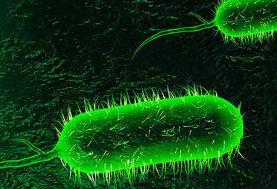 جزئیات تازه از موارد وبا در کشور؛ ۲ زن و ۳ مرد مبتلا شدند