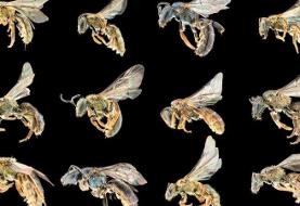 چند گونه زنبور در جهان وجود دارد؟ / بیشتر از چیزی است که فکرش را می‌کنید