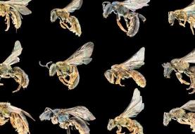 چند گونه زنبور در جهان وجود دارد؟