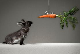 روانشناس: سلبریتی‌ها ابزار شرطی‌سازی ذهن در جنگ شناختی هستند