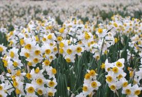 گردشگری زمستانی با یک گل | نرگس ها چطور گردشگران را جذب یک منطقه می کنند؟