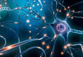 یادگیری یک‌زبان سخت تنها در چند ثانیه! | کشف اولین تمدن دیجیتالی در سلول‌های خاکستری