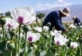 کشت شقایق الیفرا؛ ظرفیتی برای ارزآوری و اشتغال ۴ هزار نفر